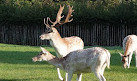 Clissold Park Deer