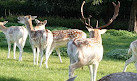 Clissold Park Deer