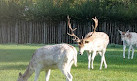 Clissold Park Deer