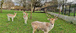 Clissold Park Deer