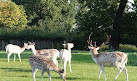 Clissold Park Deer