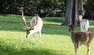 Clissold Park Deer