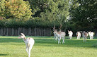 Clissold Park Deer