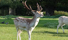 Clissold Park Deer