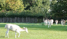 Clissold Park Deer