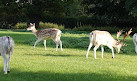 Clissold Park Deer