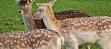 Clissold Park Deer