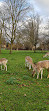 Clissold Park Deer