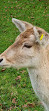 Clissold Park Deer