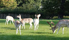 Clissold Park Deer