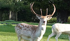 Clissold Park Deer