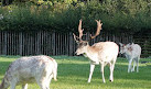 Clissold Park Deer