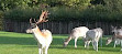 Clissold Park Deer