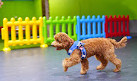 Dog House Pets Boarding and Daycare