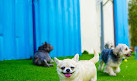 Dog House Pets Boarding and Daycare