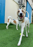 Dog House Pets Boarding and Daycare