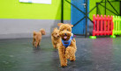 Dog House Pets Boarding and Daycare