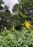 Singapore Botanic Gardens