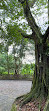 Singapore Botanic Gardens