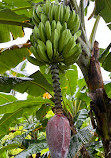 Singapore Botanic Gardens