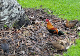 Singapore Botanic Gardens