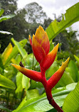 Singapore Botanic Gardens