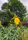 Singapore Botanic Gardens