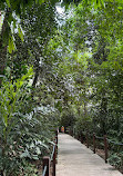 Singapore Botanic Gardens