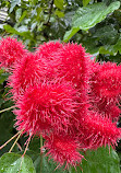 Singapore Botanic Gardens