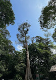 Singapore Botanic Gardens