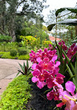 Singapore Botanic Gardens