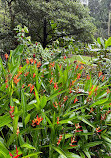 Singapore Botanic Gardens