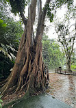 Singapore Botanic Gardens