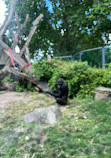 Gorilla House