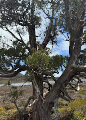 Caminhada no Lago Pine