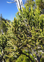 Caminhada no Lago Pine