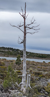 Caminhada no Lago Pine