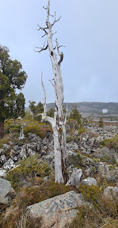 Caminhada no Lago Pine