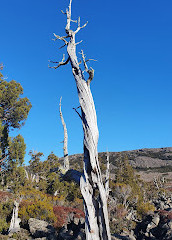 Caminhada no Lago Pine