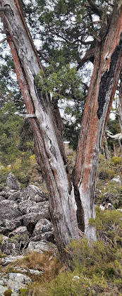 Caminhada no Lago Pine