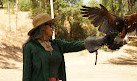 Hawk On Hand Falconry