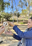 Hawk On Hand Falconry