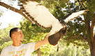 Hawk On Hand Falconry