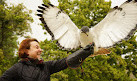 Hawk On Hand Falconry