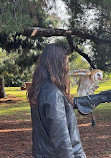 Hawk On Hand Falconry