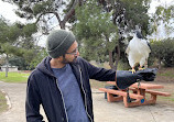 Hawk On Hand Falconry