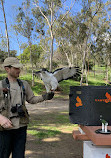 Hawk On Hand Falconry