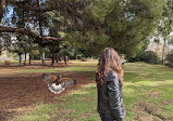 Hawk On Hand Falconry