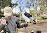 Hawk On Hand Falconry