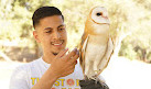 Hawk On Hand Falconry